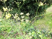 Grotta_Nicodemo - Foeniculum_vulgare_20101031 092.jpg